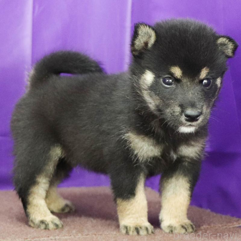 販売中の愛知県の柴犬-407006の9枚目